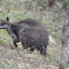 Wallabia bicolor at Isaacs, ACT - 14 Aug 2022