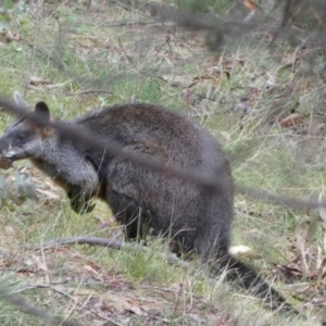 Wallabia bicolor at Isaacs, ACT - 14 Aug 2022