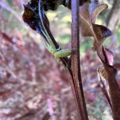 Cetratus rubropunctatus (Long green crab spider) at Murrumbateman, NSW - 14 Aug 2022 by SimoneC