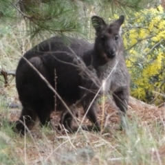 Osphranter robustus (Wallaroo) at Isaacs Ridge and Nearby - 14 Aug 2022 by Steve_Bok