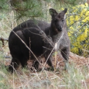 Osphranter robustus robustus at Isaacs, ACT - 14 Aug 2022 02:07 PM