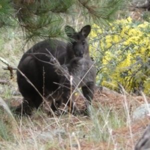 Osphranter robustus robustus at Isaacs, ACT - 14 Aug 2022