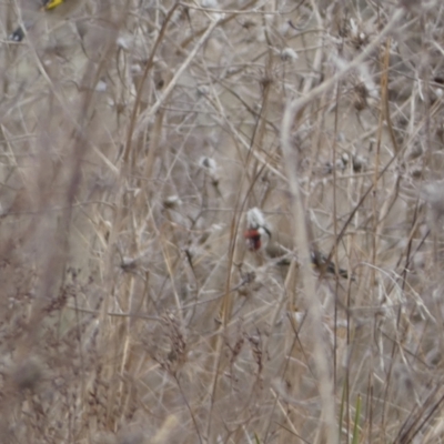 Carduelis carduelis (European Goldfinch) at Jerrabomberra, ACT - 14 Aug 2022 by Steve_Bok