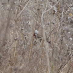 Carduelis carduelis at Jerrabomberra, ACT - 14 Aug 2022