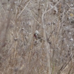 Carduelis carduelis at Jerrabomberra, ACT - 14 Aug 2022