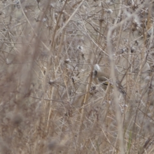 Carduelis carduelis at Jerrabomberra, ACT - 14 Aug 2022