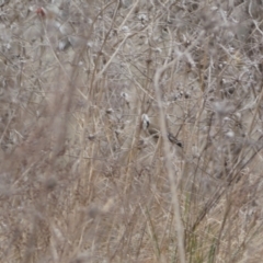 Carduelis carduelis at Jerrabomberra, ACT - 14 Aug 2022