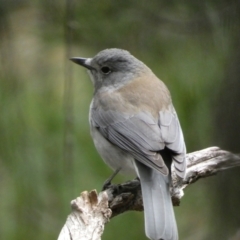 Colluricincla harmonica (Grey Shrikethrush) at Isaacs Ridge and Nearby - 14 Aug 2022 by Steve_Bok