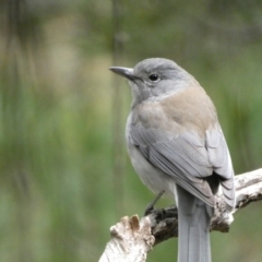 Colluricincla harmonica at Isaacs, ACT - 14 Aug 2022 01:17 PM