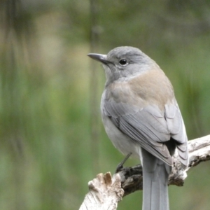 Colluricincla harmonica at Isaacs, ACT - 14 Aug 2022 01:17 PM