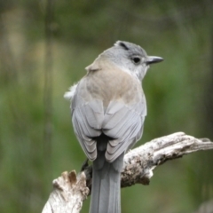 Colluricincla harmonica at Isaacs, ACT - 14 Aug 2022 01:17 PM