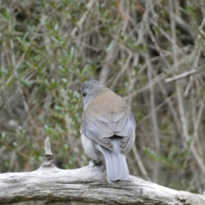 Colluricincla harmonica at Isaacs, ACT - 14 Aug 2022 01:17 PM