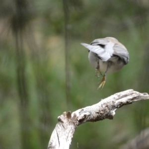 Colluricincla harmonica at Isaacs, ACT - 14 Aug 2022 01:17 PM