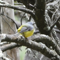 Eopsaltria australis (Eastern Yellow Robin) at Isaacs, ACT - 14 Aug 2022 by Steve_Bok