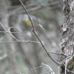 Eopsaltria australis at Isaacs, ACT - 14 Aug 2022