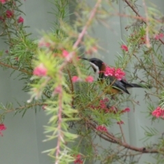 Acanthorhynchus tenuirostris (Eastern Spinebill) at Isaacs, ACT - 14 Aug 2022 by Steve_Bok