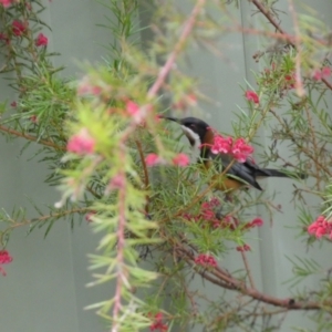 Acanthorhynchus tenuirostris at Isaacs, ACT - 14 Aug 2022