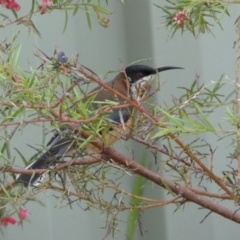 Acanthorhynchus tenuirostris at Isaacs, ACT - 14 Aug 2022