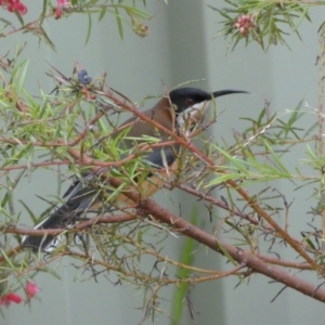 Acanthorhynchus tenuirostris at Isaacs, ACT - 14 Aug 2022