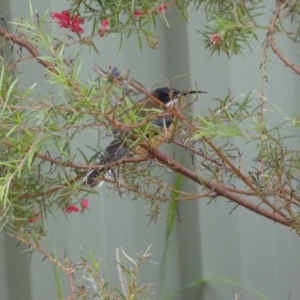 Acanthorhynchus tenuirostris at Isaacs, ACT - 14 Aug 2022