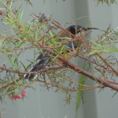 Acanthorhynchus tenuirostris at Isaacs, ACT - 14 Aug 2022