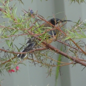 Acanthorhynchus tenuirostris at Isaacs, ACT - 14 Aug 2022