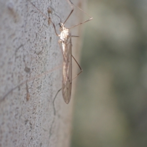 Limoniidae (family) at Murrumbateman, NSW - 10 Aug 2022 02:18 PM