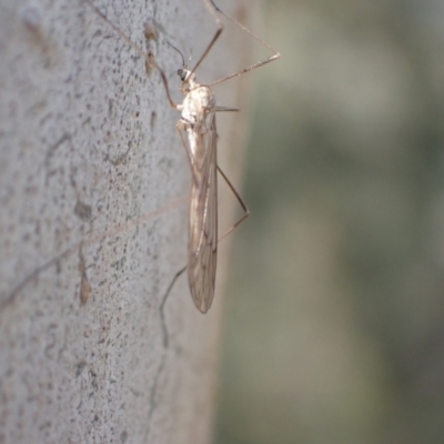 Limoniidae (family) (Unknown Limoniid Crane Fly) at Murrumbateman, NSW - 10 Aug 2022 by SimoneC