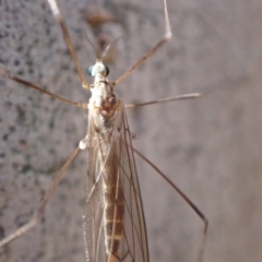 Limoniidae (family) at Murrumbateman, NSW - 10 Aug 2022 02:18 PM