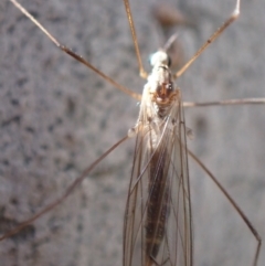 Limoniidae (family) at Murrumbateman, NSW - 10 Aug 2022 02:18 PM