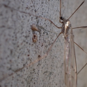 Limoniidae (family) at Murrumbateman, NSW - 10 Aug 2022