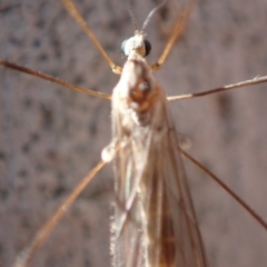 Limoniidae (family) at Murrumbateman, NSW - 10 Aug 2022 02:18 PM