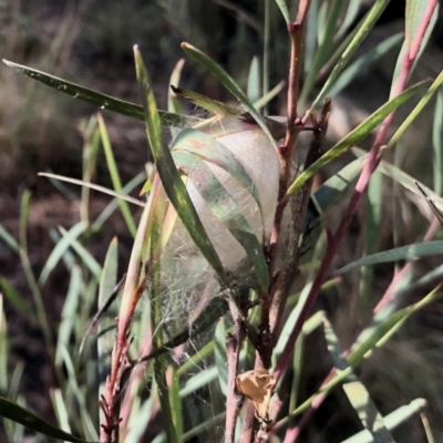 Unverified Insect at Aranda, ACT - 5 May 2022 by KMcCue