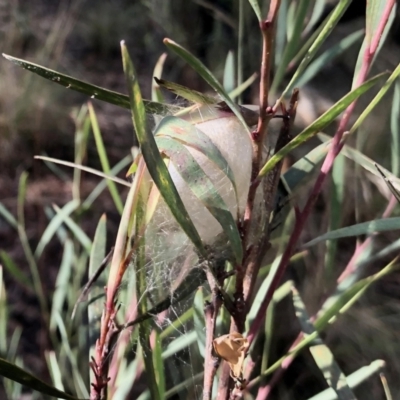 Unidentified Insect at Aranda Bushland - 5 May 2022 by KMcCue