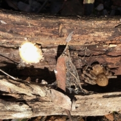 Neosparassus calligaster (Beautiful Badge Huntsman) at Aranda Bushland - 14 Aug 2022 by KMcCue