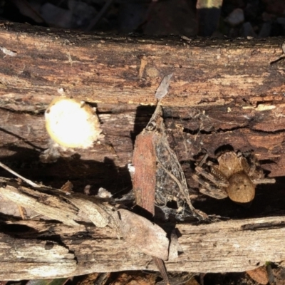 Neosparassus calligaster (Beautiful Badge Huntsman) at Aranda, ACT - 14 Aug 2022 by KMcCue