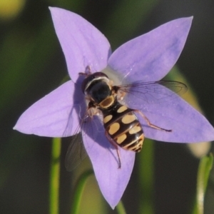 Simosyrphus grandicornis at Conder, ACT - 19 Oct 2015 06:22 PM