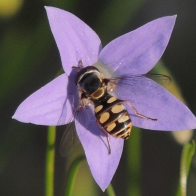 Simosyrphus grandicornis (Common hover fly) at Pollinator-friendly garden Conder - 19 Oct 2015 by michaelb