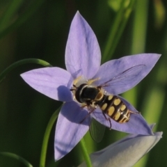 Simosyrphus grandicornis at Conder, ACT - 19 Oct 2015