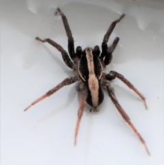 Venatrix pseudospeciosa (Wolf spider) at Gundaroo, NSW - 15 Aug 2022 by Gunyijan
