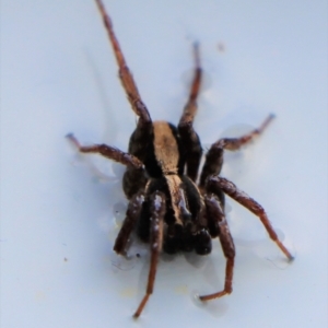 Venatrix pseudospeciosa at Gundaroo, NSW - 15 Aug 2022