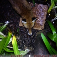 Vulpes vulpes (Red Fox) at Australian National University - 6 Aug 2022 by Jaz02