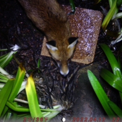 Vulpes vulpes (Red Fox) at Australian National University - 6 Aug 2022 by Jaz02