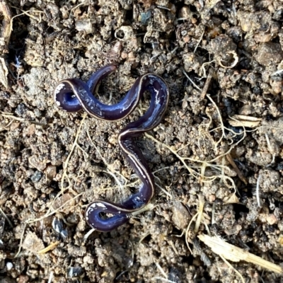 Caenoplana coerulea (Blue Planarian, Blue Garden Flatworm) at QPRC LGA - 15 Aug 2022 by Wandiyali