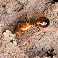 Aphaenogaster longiceps (Funnel ant) at O'Connor, ACT - 15 Aug 2022 by trevorpreston