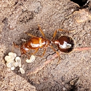 Aphaenogaster longiceps at O'Connor, ACT - 15 Aug 2022