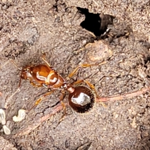 Aphaenogaster longiceps at O'Connor, ACT - 15 Aug 2022 12:38 PM