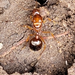 Aphaenogaster longiceps at O'Connor, ACT - 15 Aug 2022