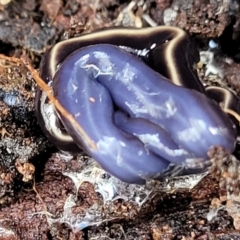 Caenoplana coerulea (Blue Planarian, Blue Garden Flatworm) at Dryandra St Woodland - 15 Aug 2022 by trevorpreston