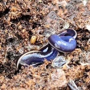 Caenoplana coerulea at O'Connor, ACT - 15 Aug 2022